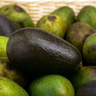 Close-up of fuerte avocados from trees sold by Paradise Nursery with a focus on texture and color.